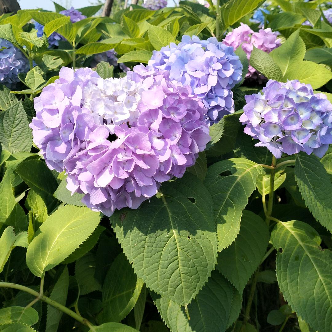 1+1美妆娜娜QINMUSE