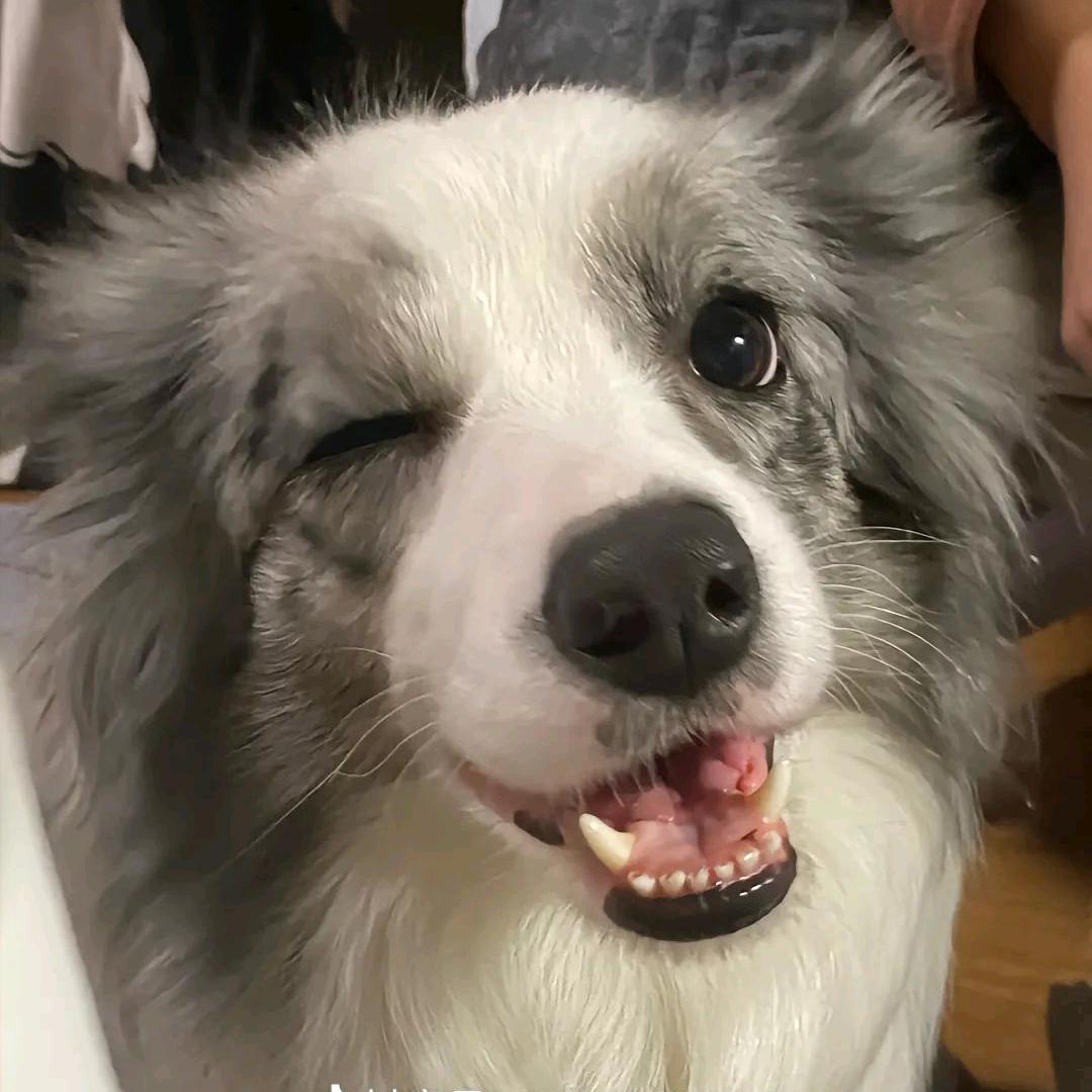 尧娇