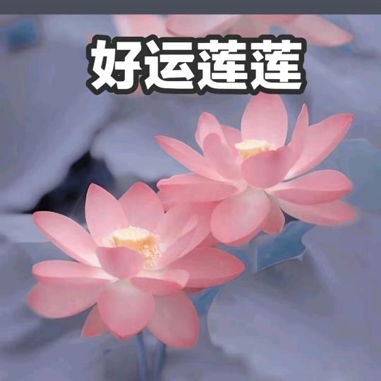 小圆脑袋。