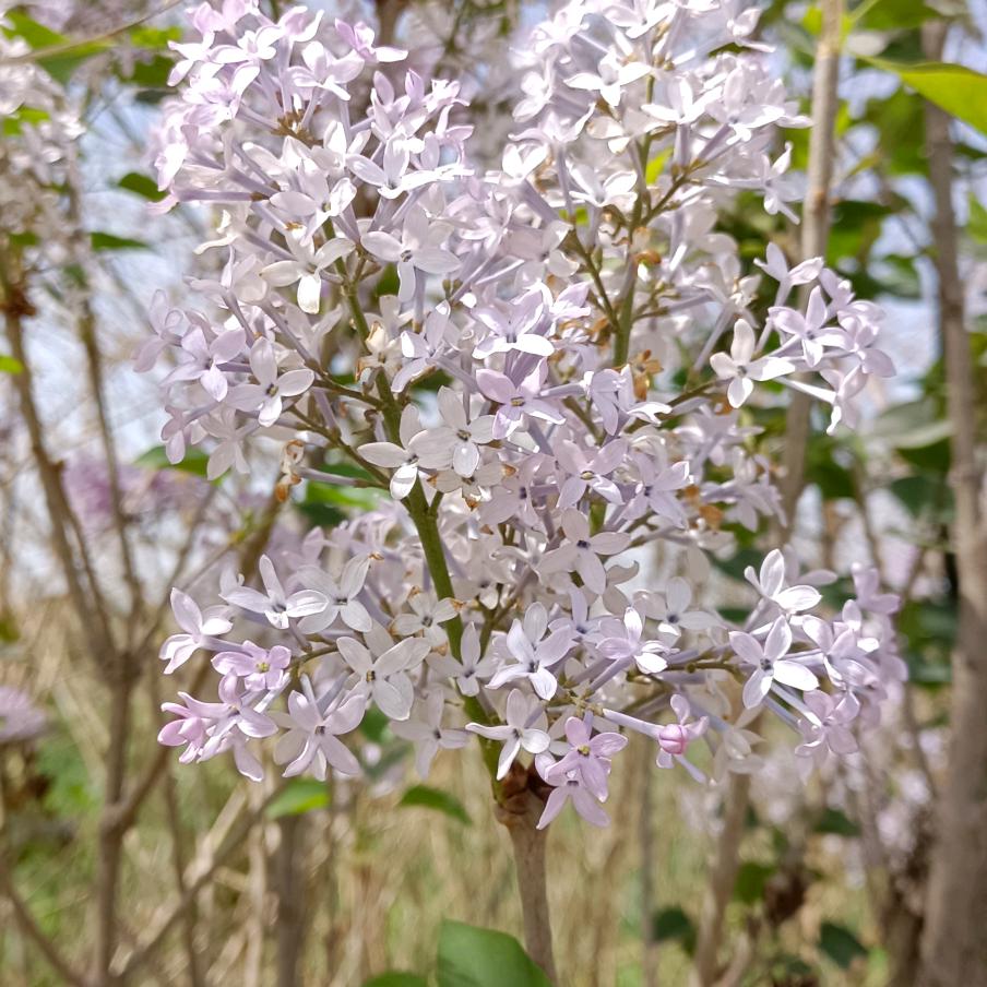 小豆豆