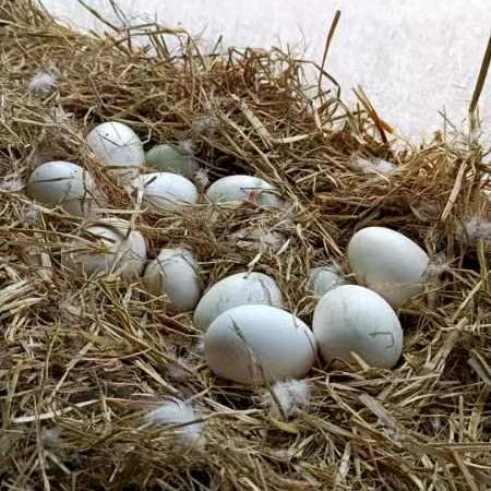 铁岭卖笨鸡蛋.笨鹅蛋的胖田