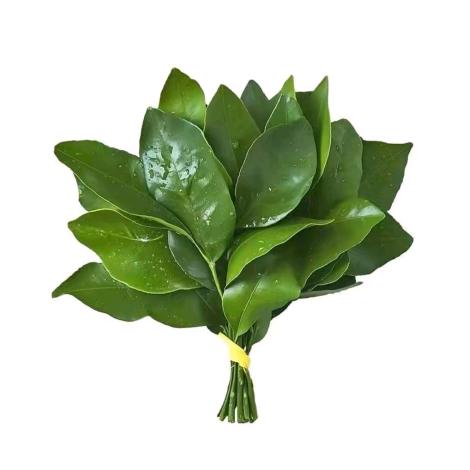 Lauren🥝
