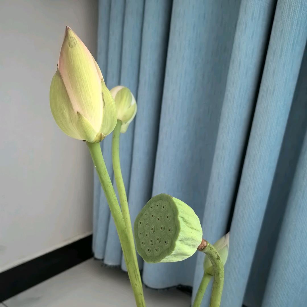 小玉