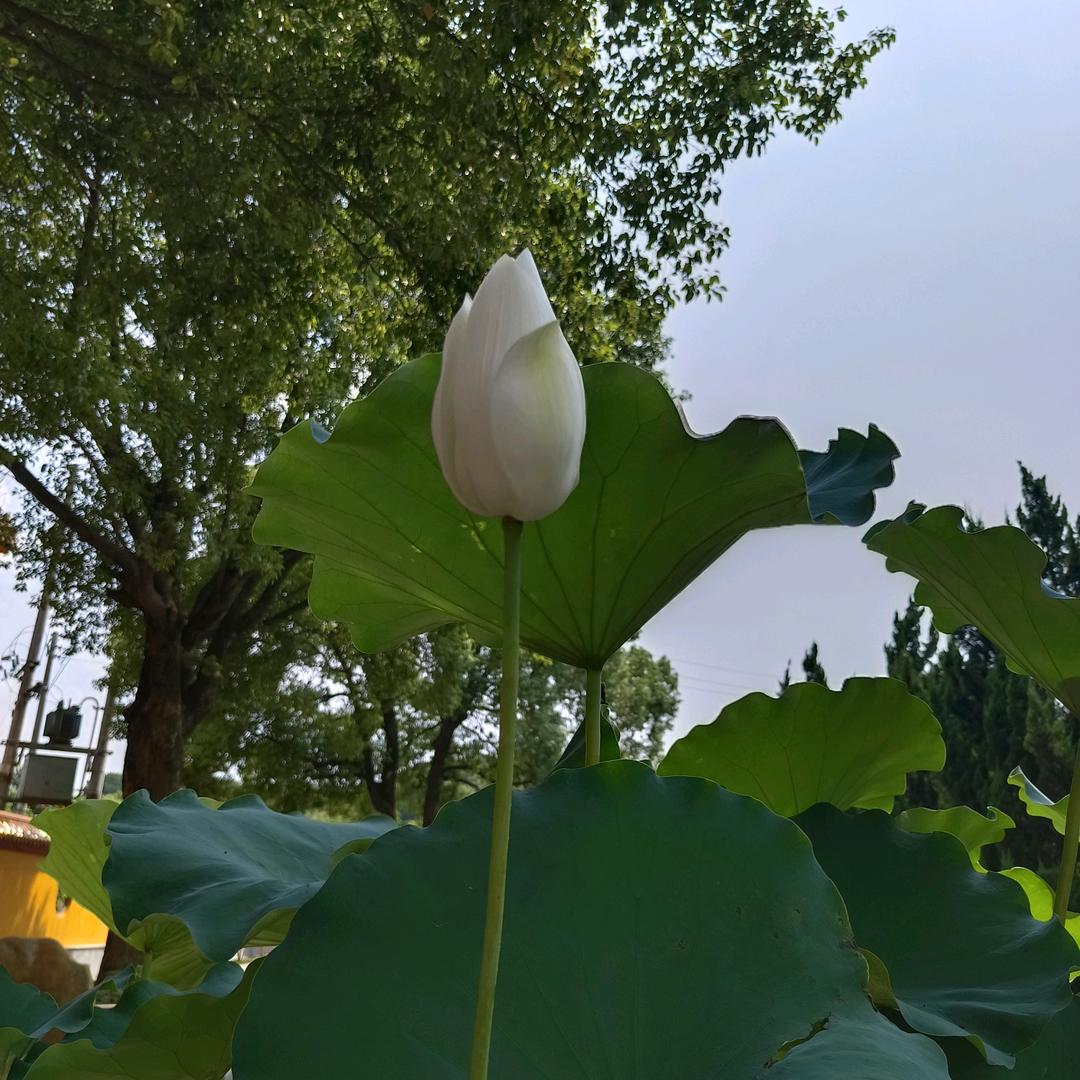 玥玥优选