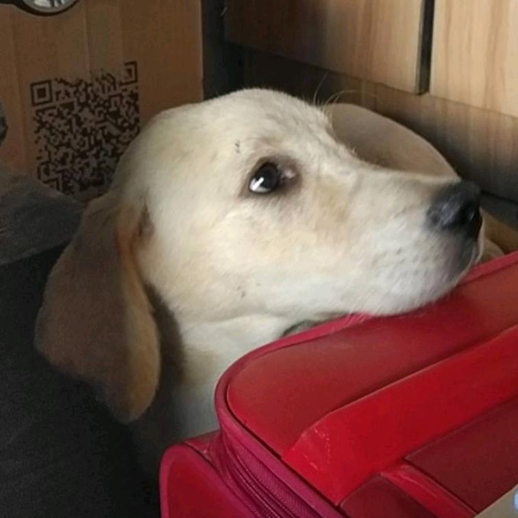 犬馬
