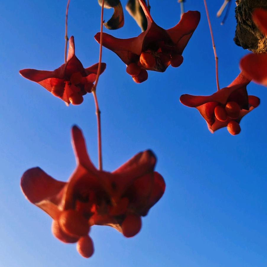 红蝶花卉