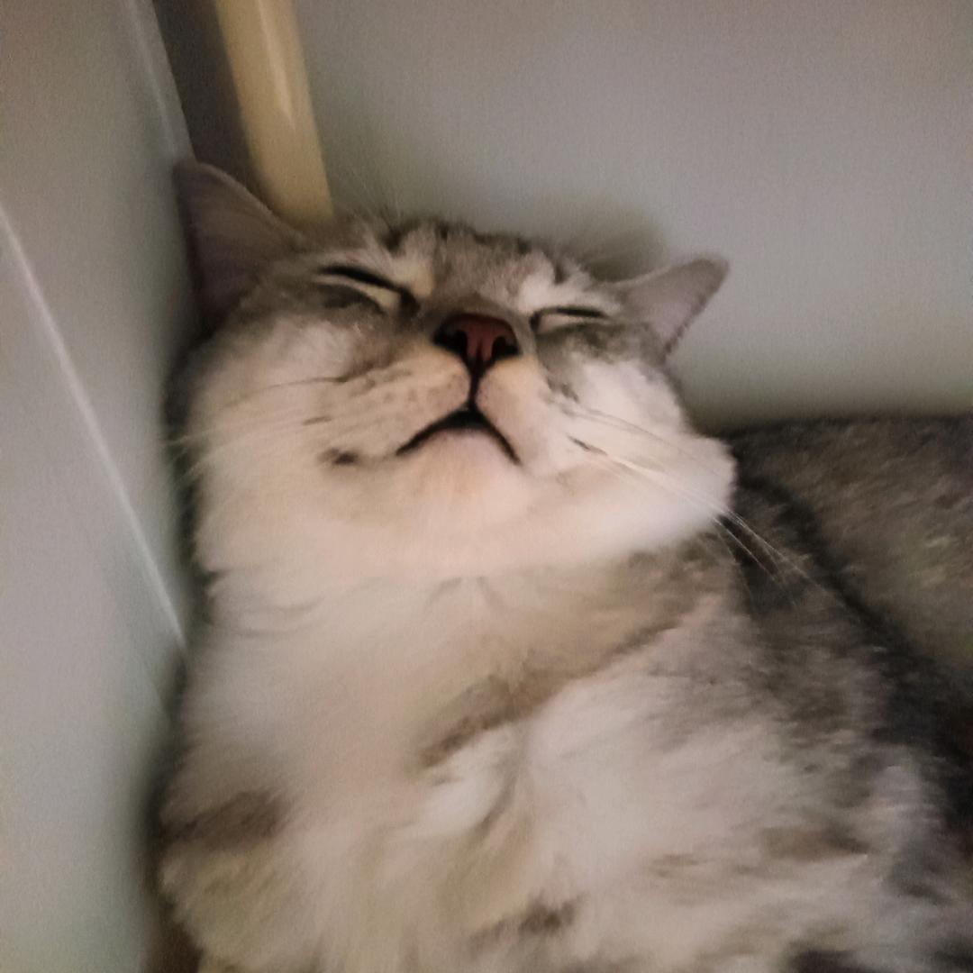 蜡笔小俊ꪔ̤̥