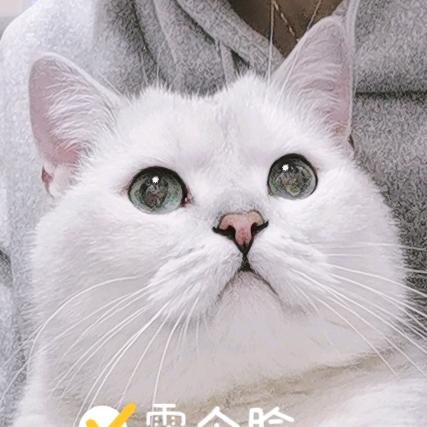 -福宝