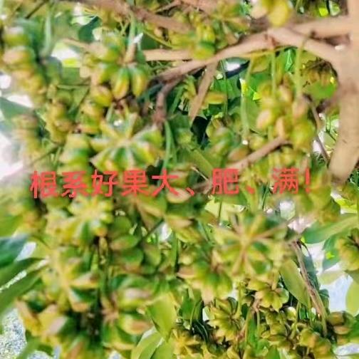 壮林农资！廖壮！