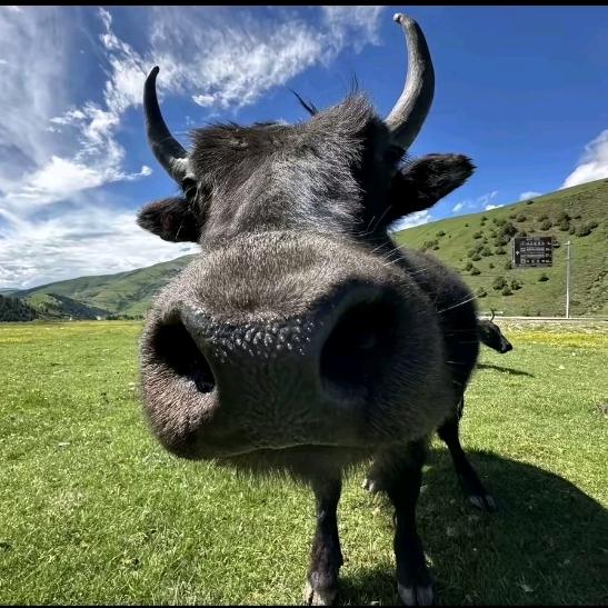 南非强壮大公牛