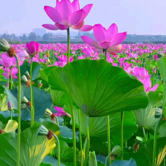 荷花