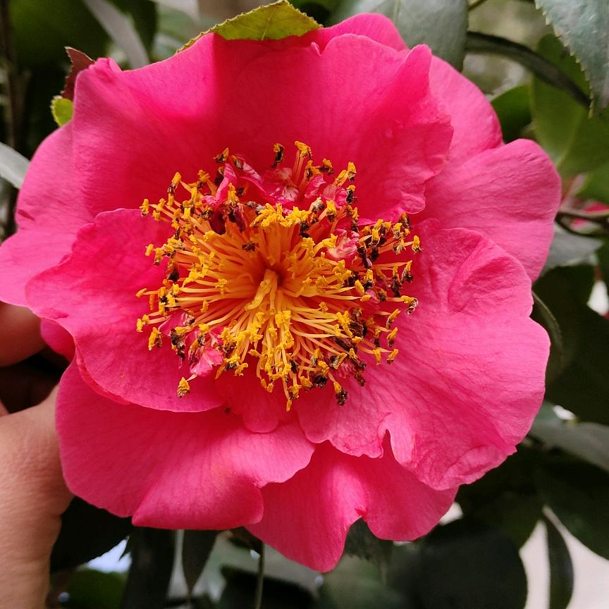 梅姐🌸🌸