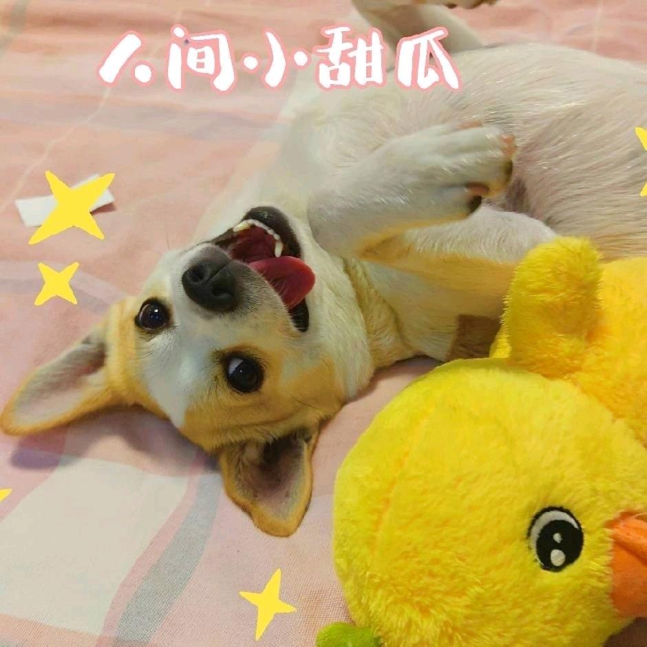 我的小狗叫能能