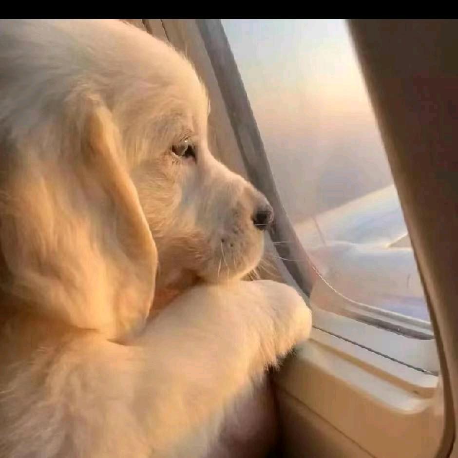 我姓陈却成不了你心中人i