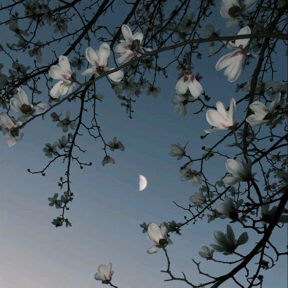 云畔雾隐花