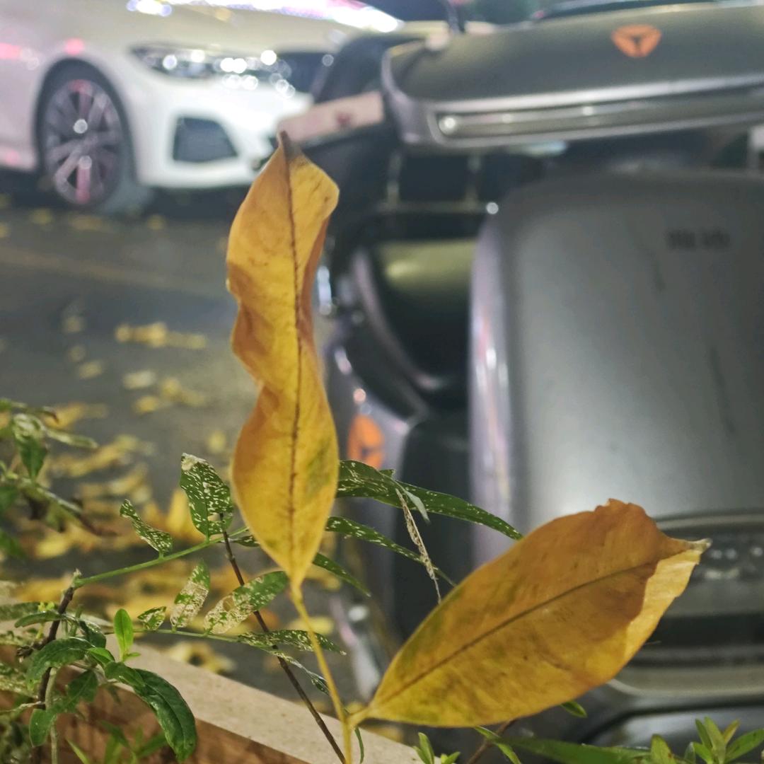 藏锋（lian）敛颖