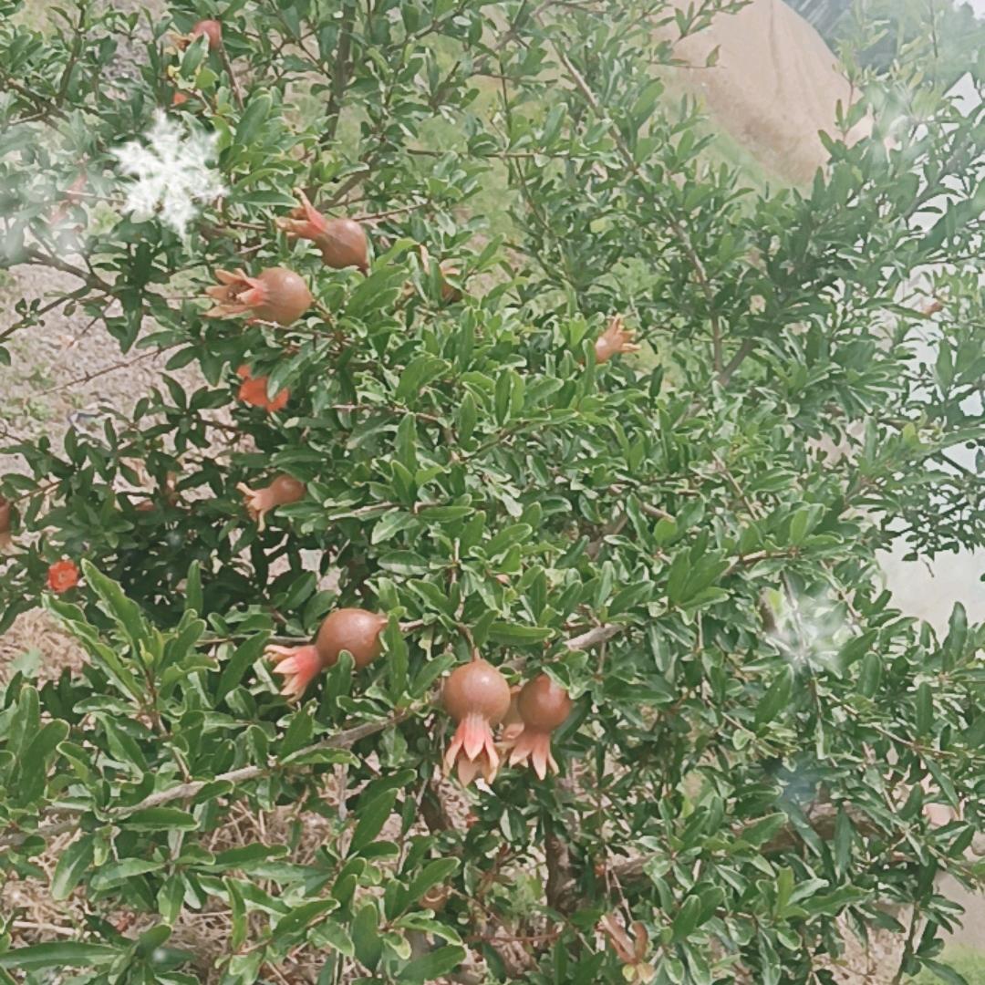 随缘