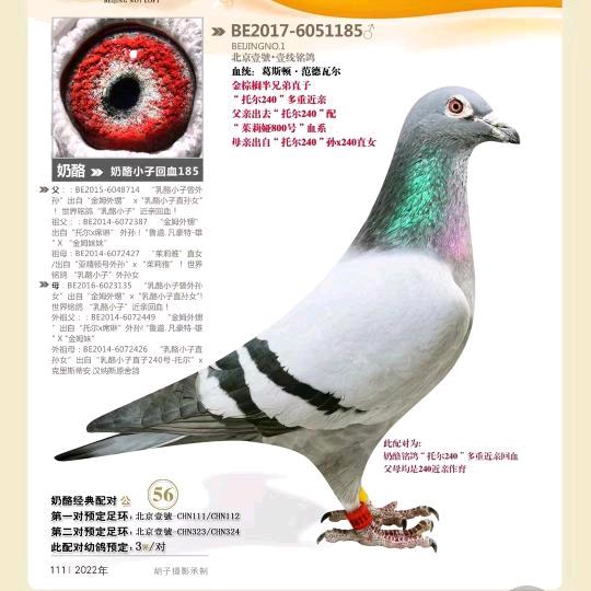 ོ牧鸽人ོ