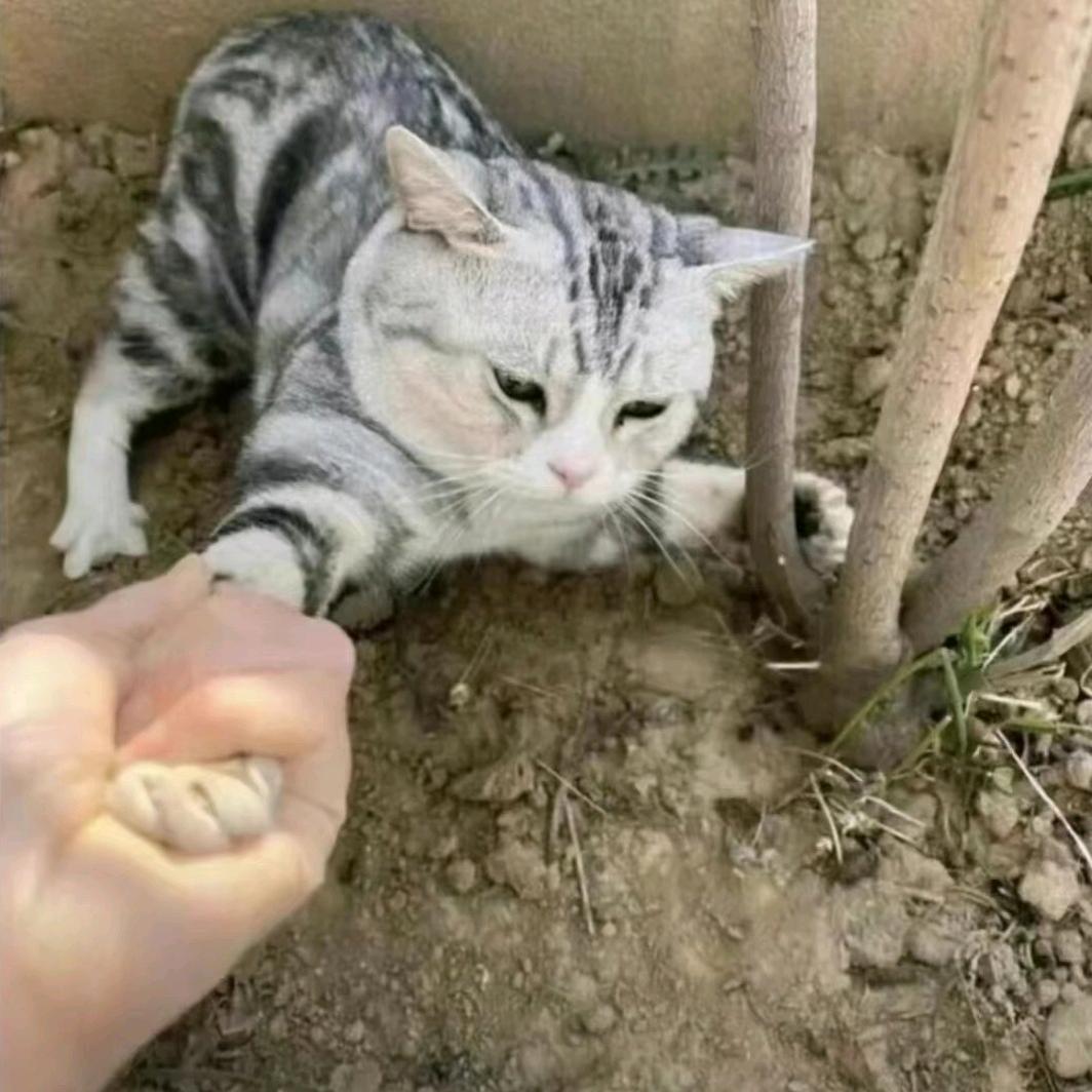 爱吃梅子头像