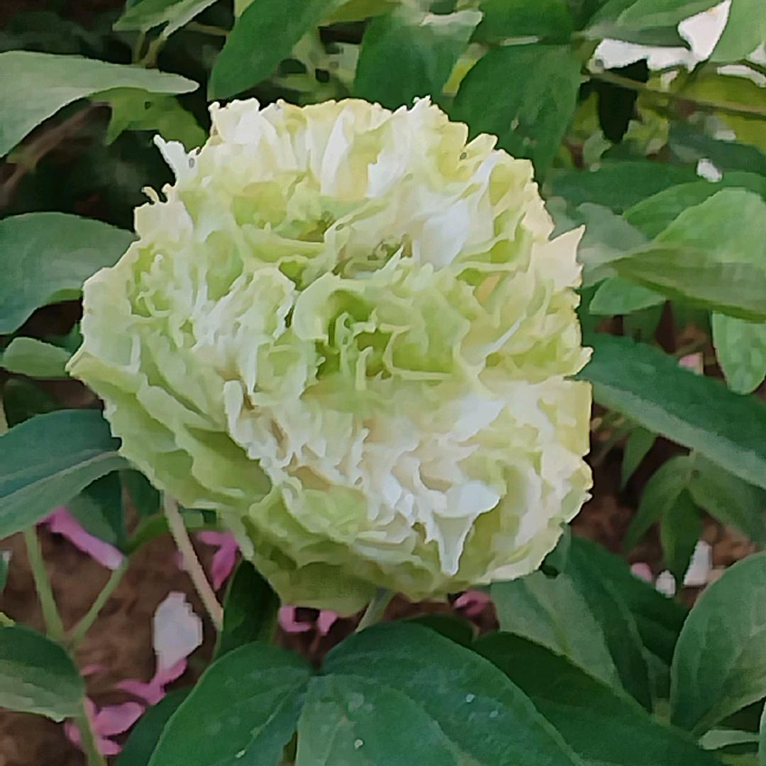 稳稳的幸福