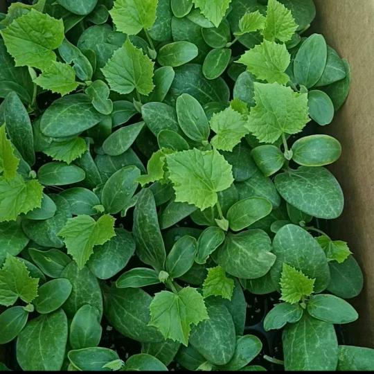 凯腾种苗牛小牛