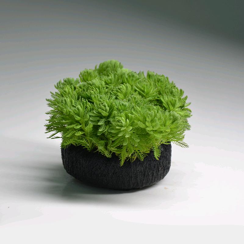 草缸盟主