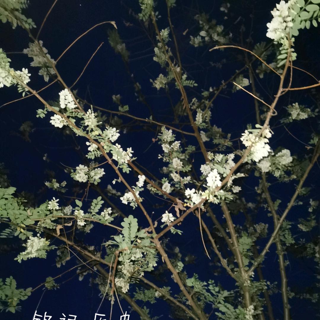 花鸯