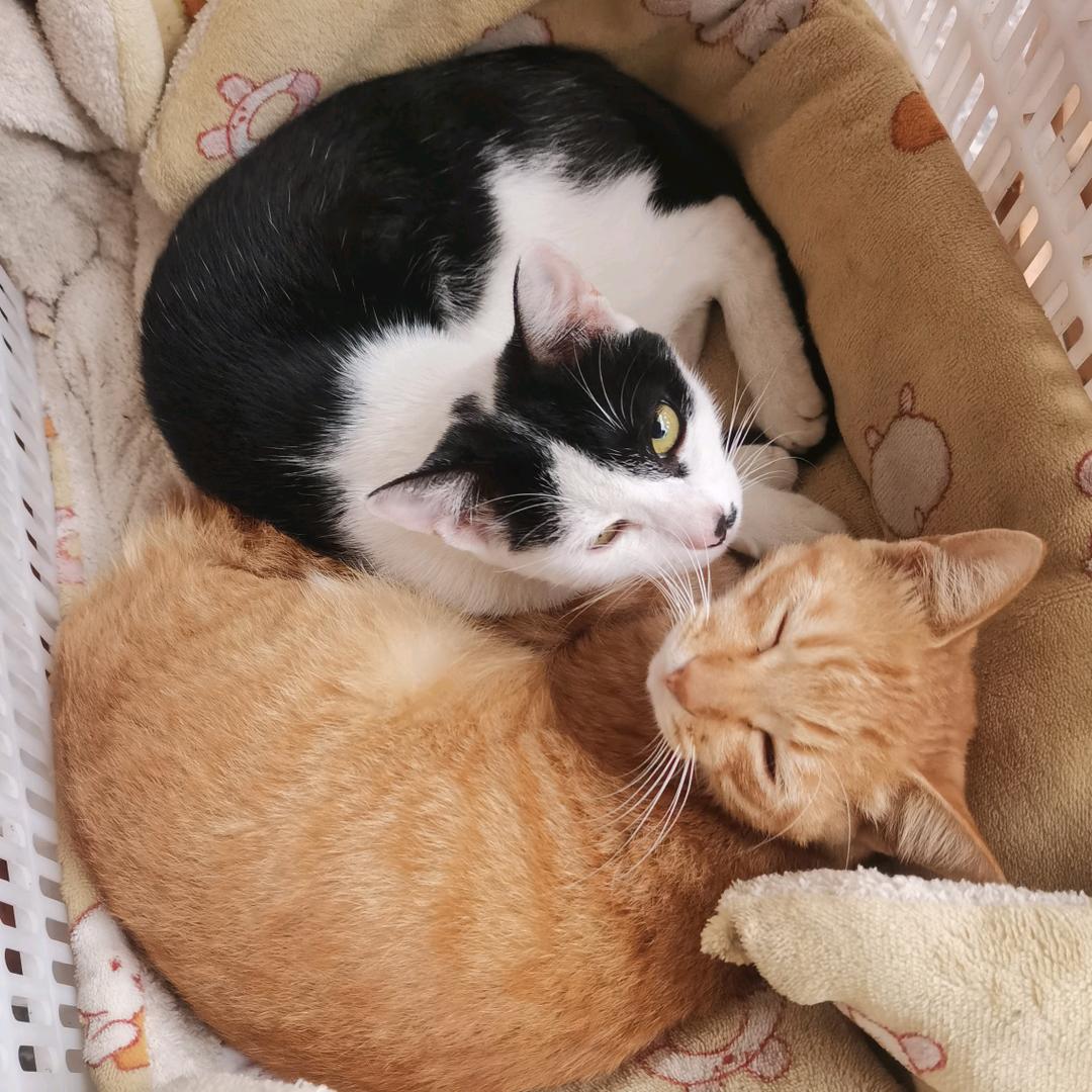 佳多宝