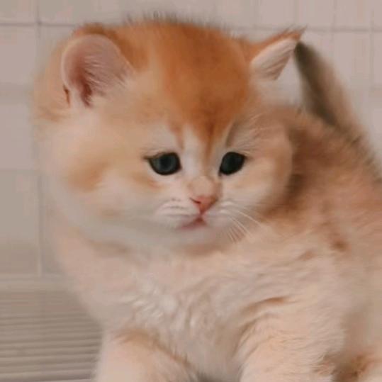 光头大哥家的猫