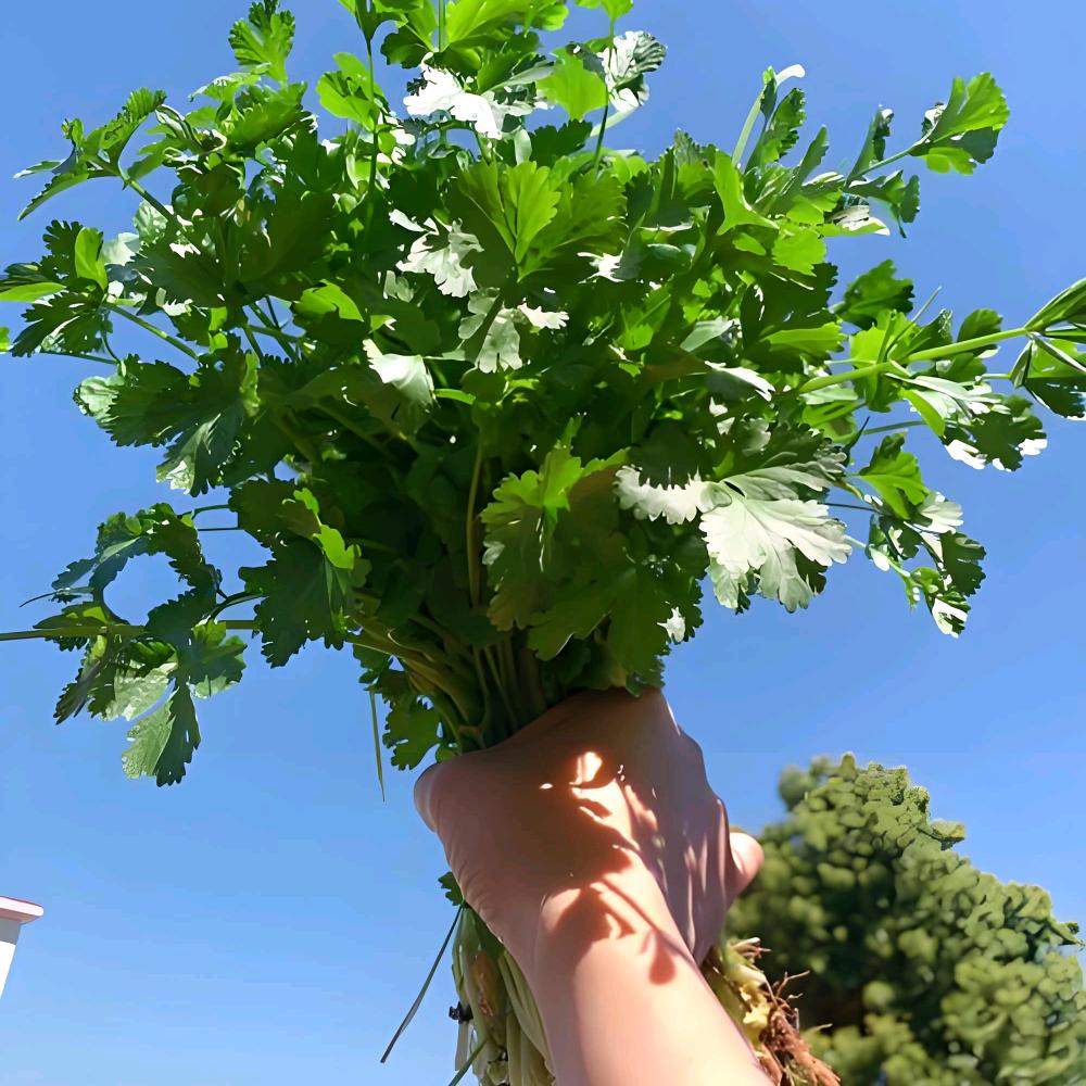 涮亿锅香菜
