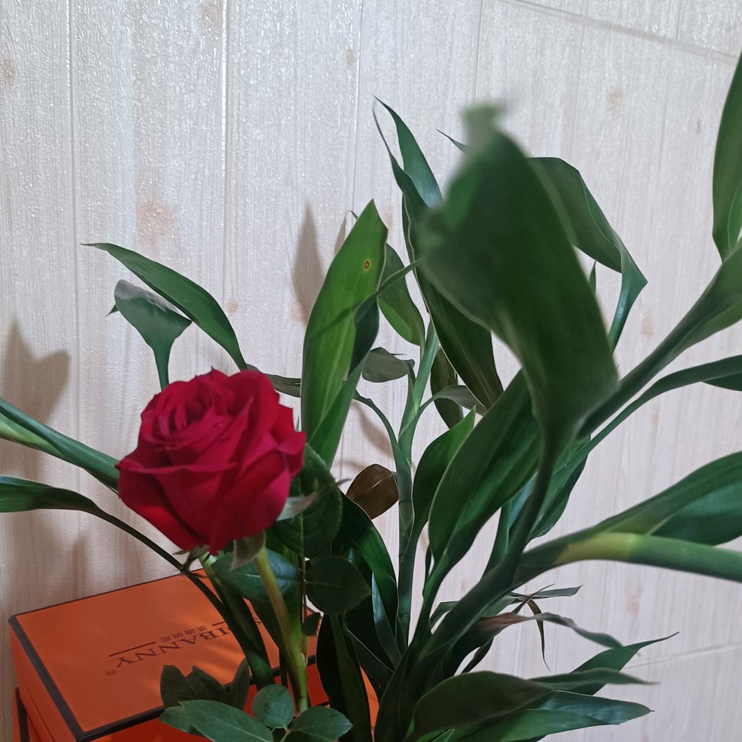 仙妃格
