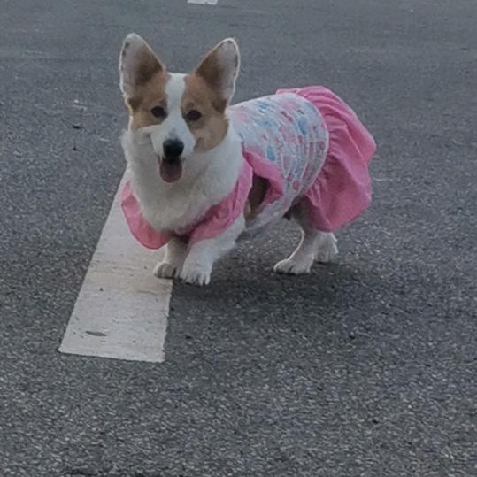 柯基小胖