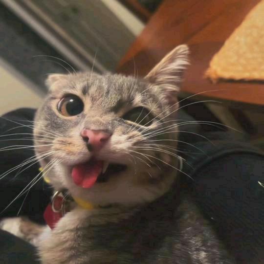 孑迦
