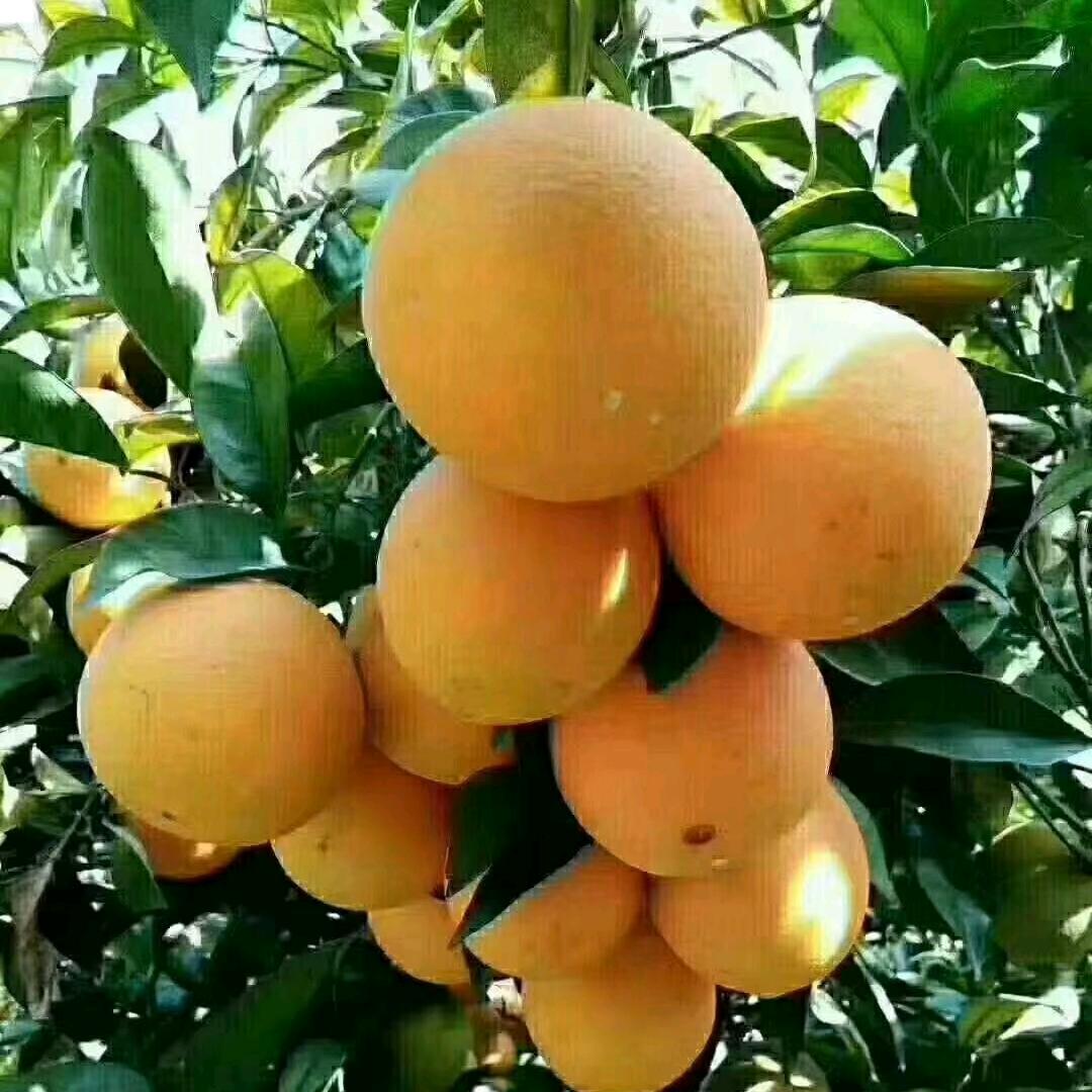 上犹县鸿越美食店