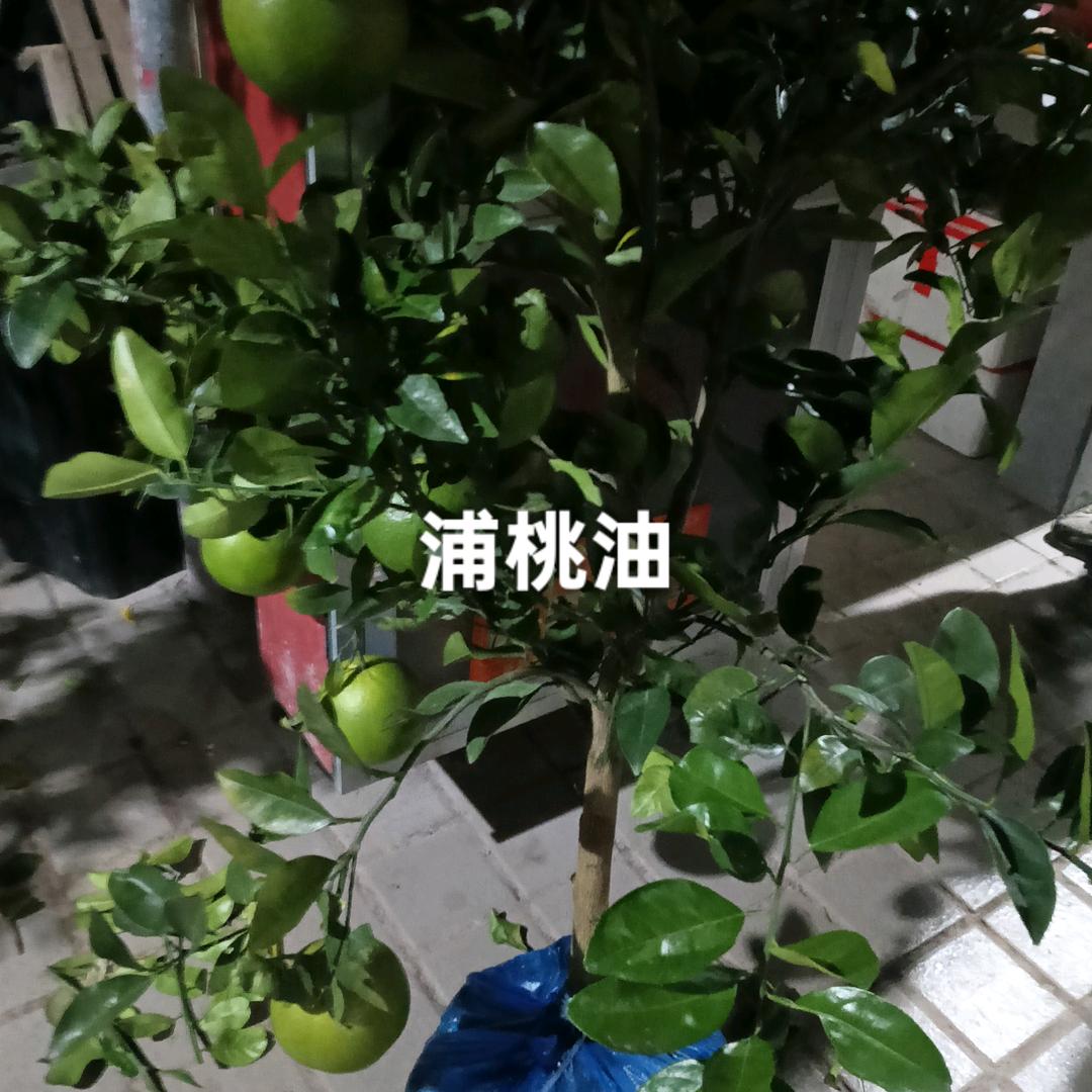 恭喜🌙🌲小爱哥🌙888💄🎄