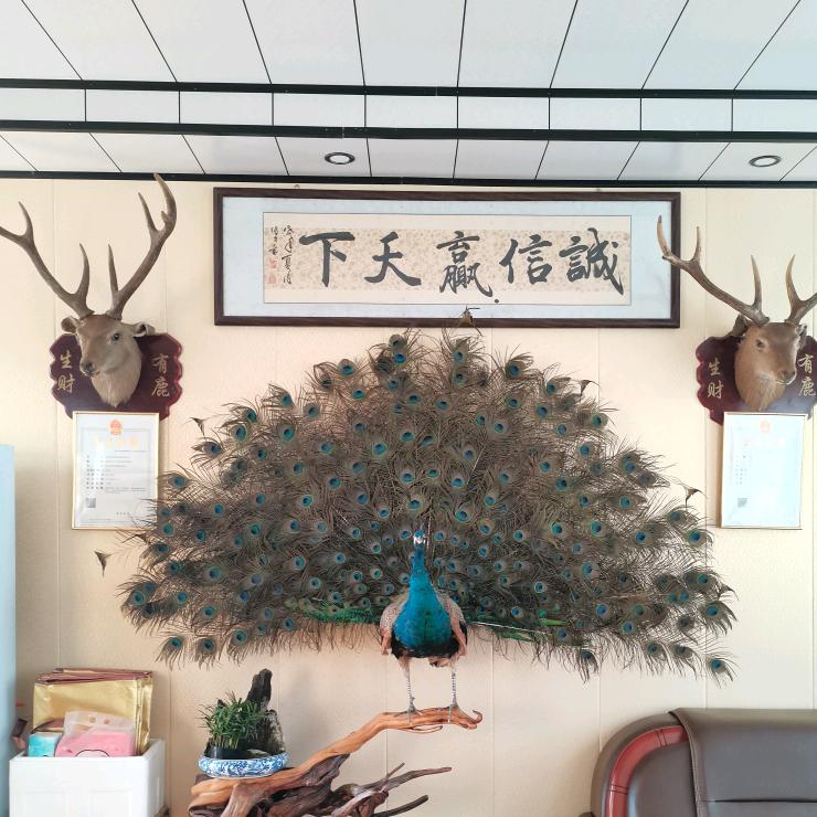 金皓蓝孔雀养殖
