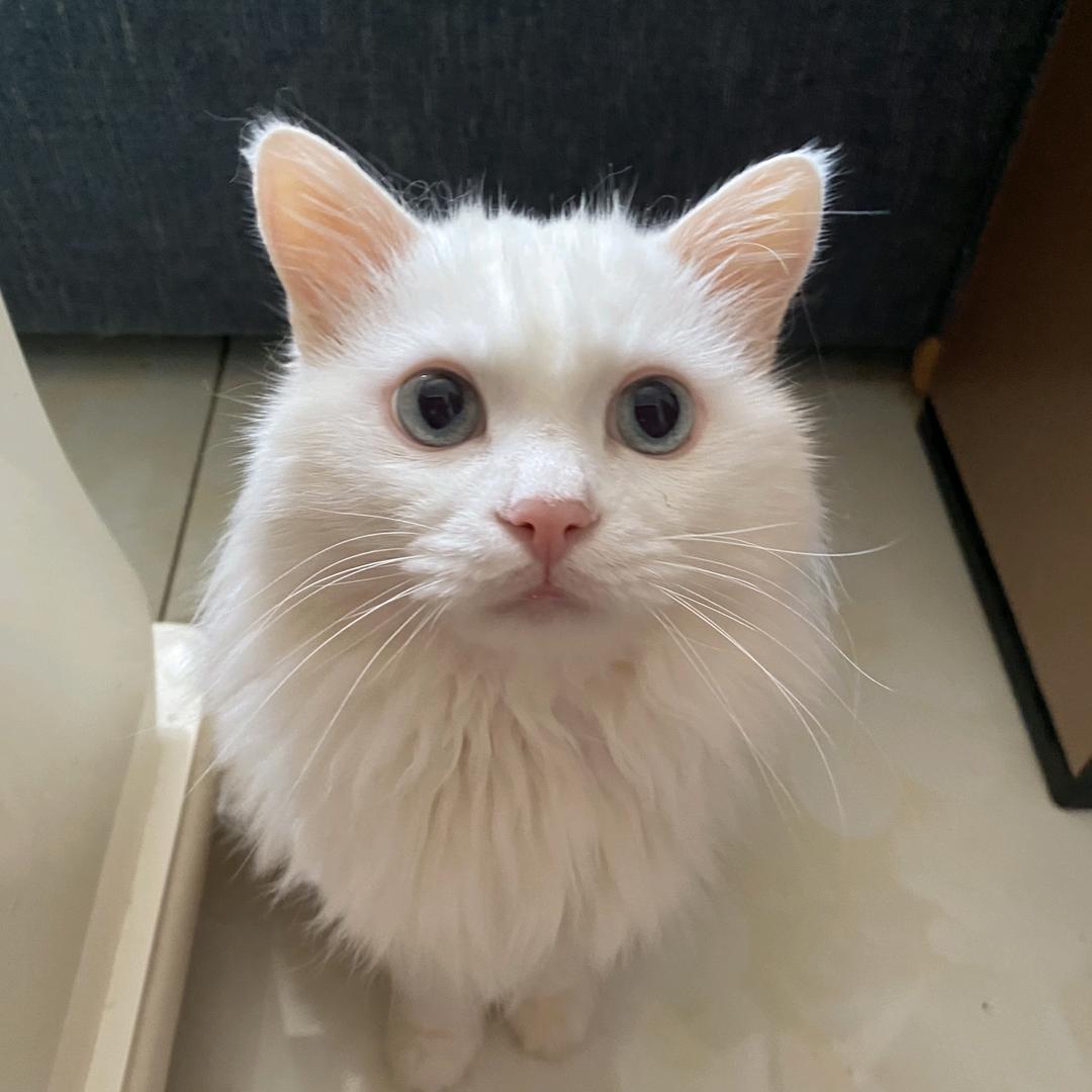 玉石