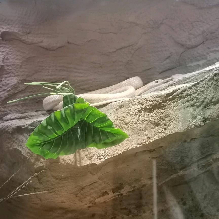 泡总的私人助理