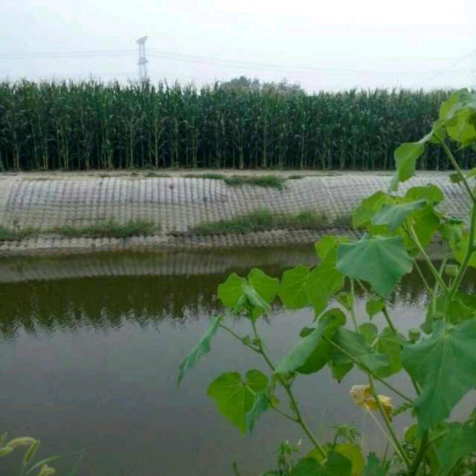 海洋深处的鱼