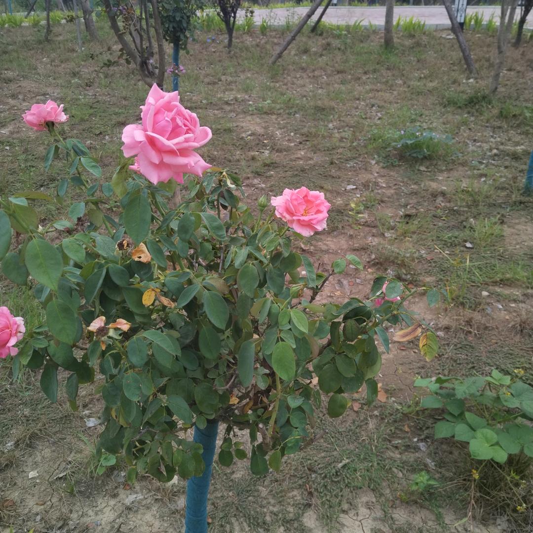 🕊੯‧̀有缘来相会੯