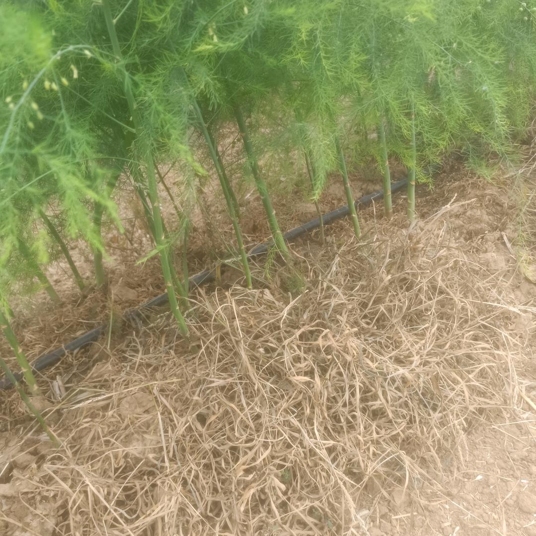 芦笋种植加回收🌾