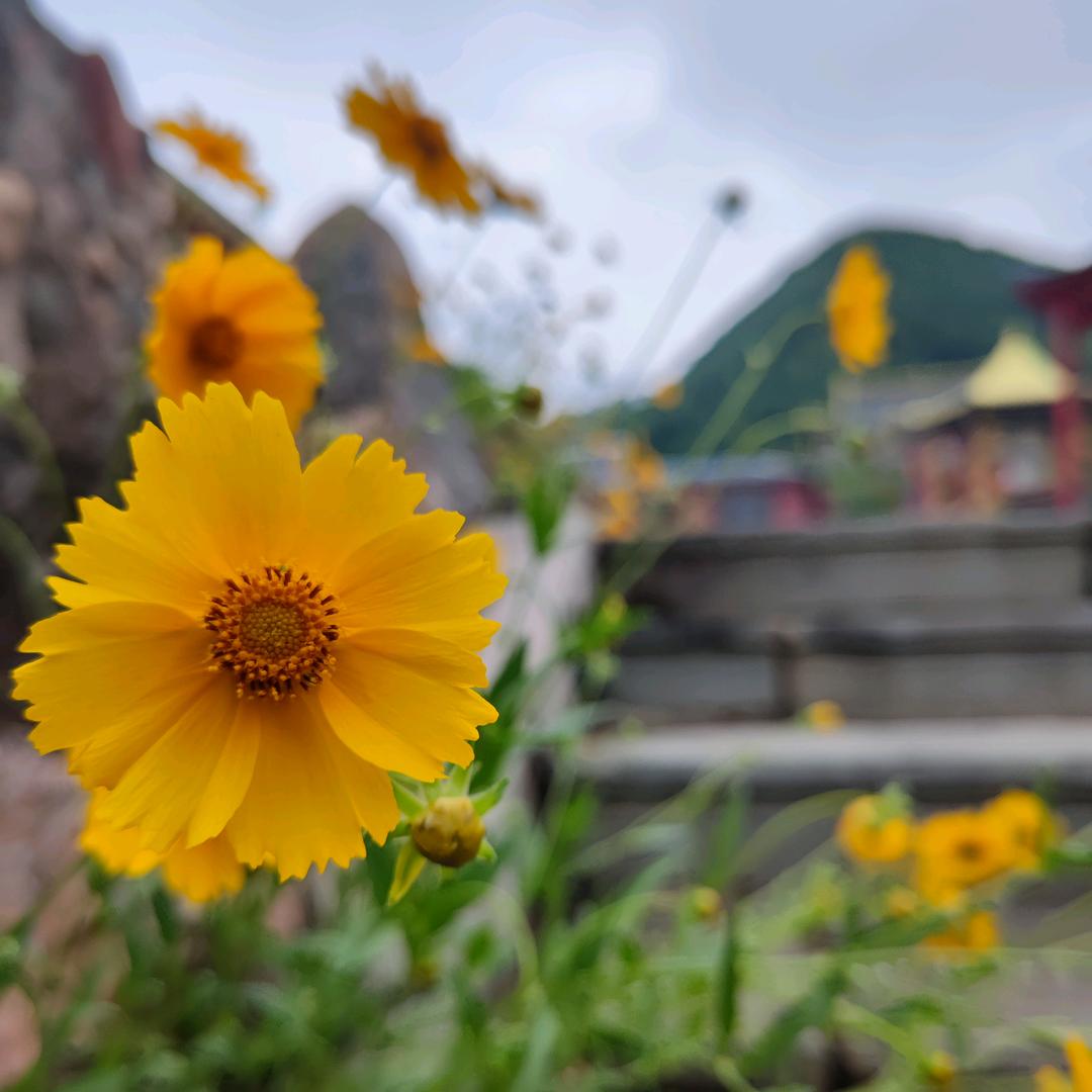 🌈村儿里最后的单身狗