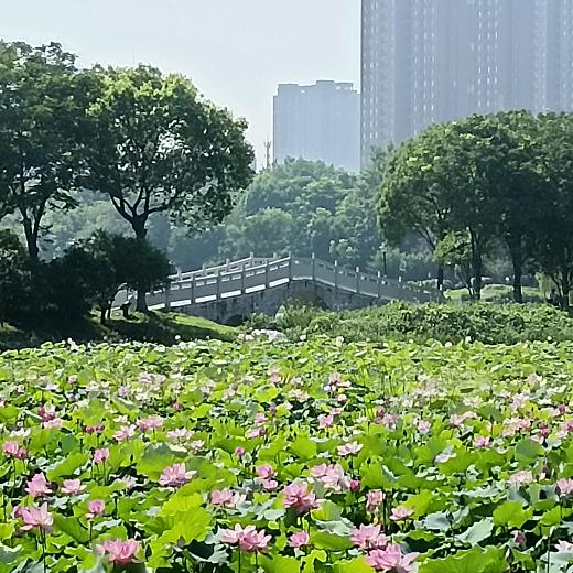 🌈晓米🌾