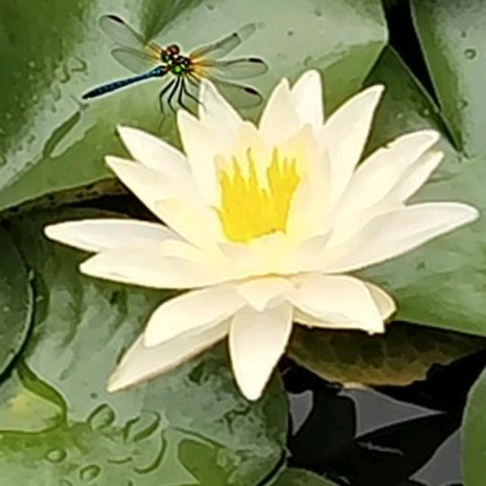 富优优