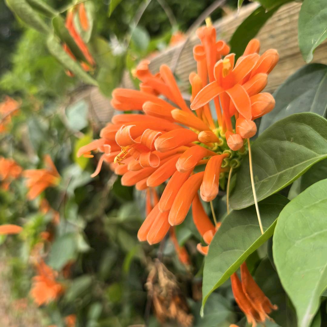 努尔兰