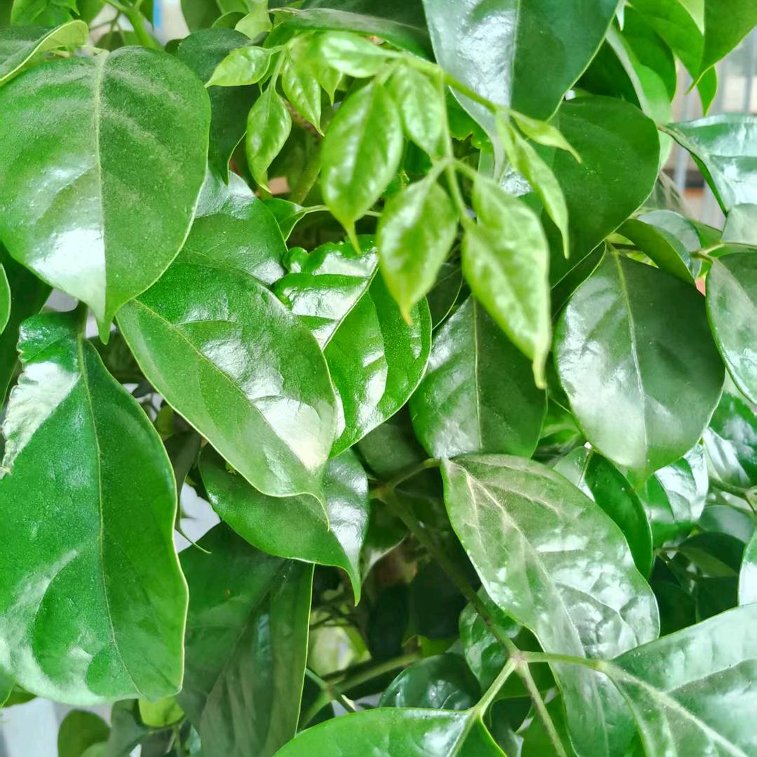 徐凤村13，13，13