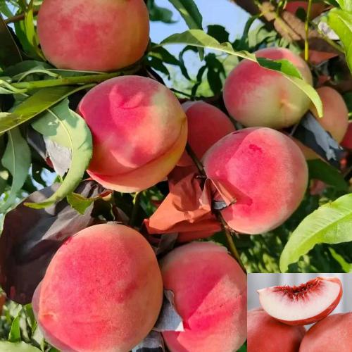 二疏故里果木基地