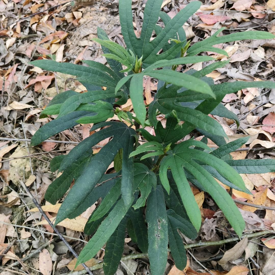 一🌸一🌿一世界