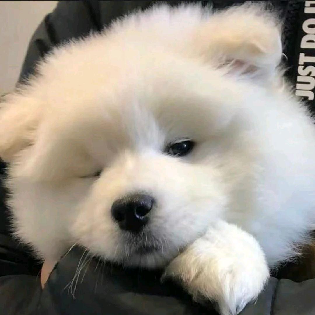 小小胡先生