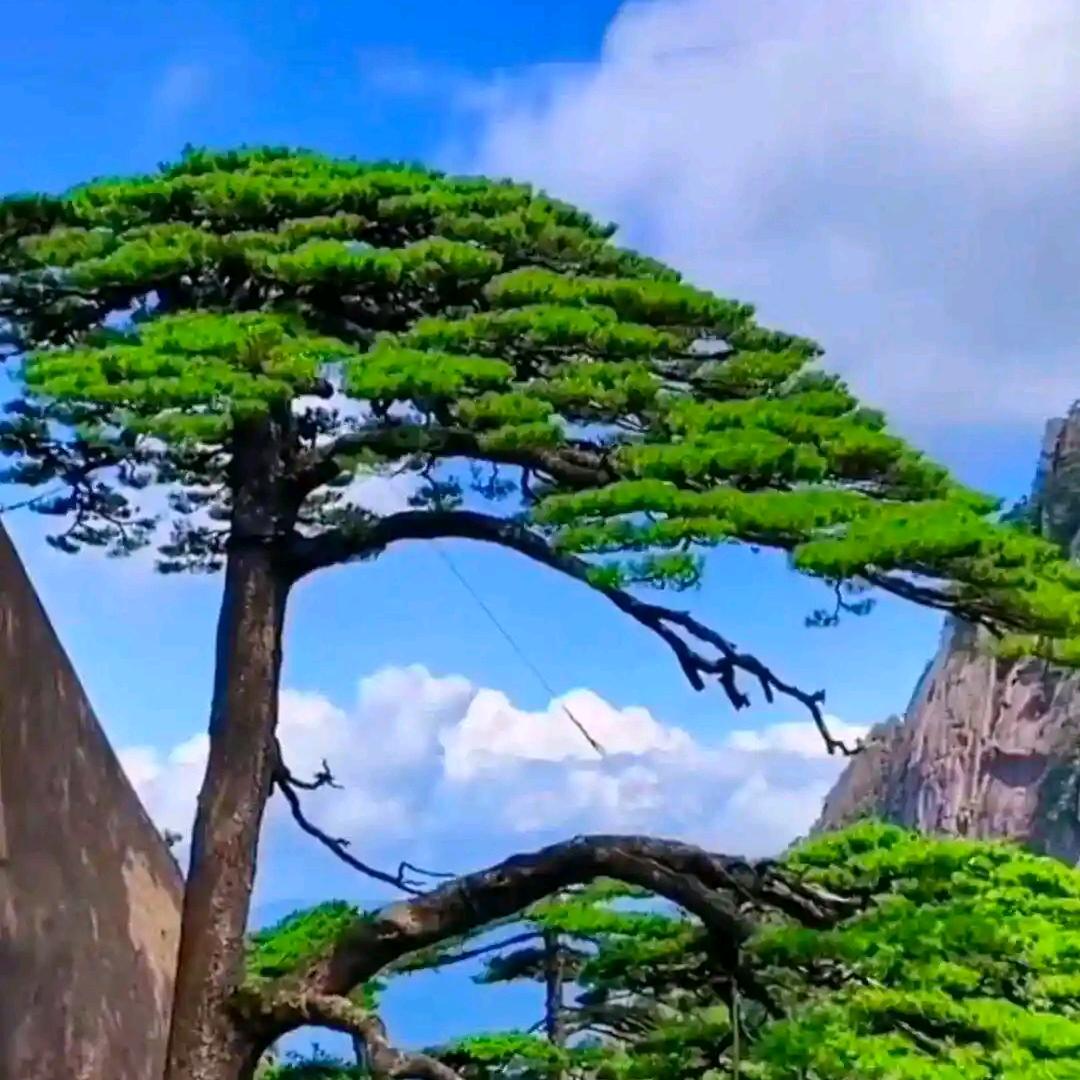 绿竹